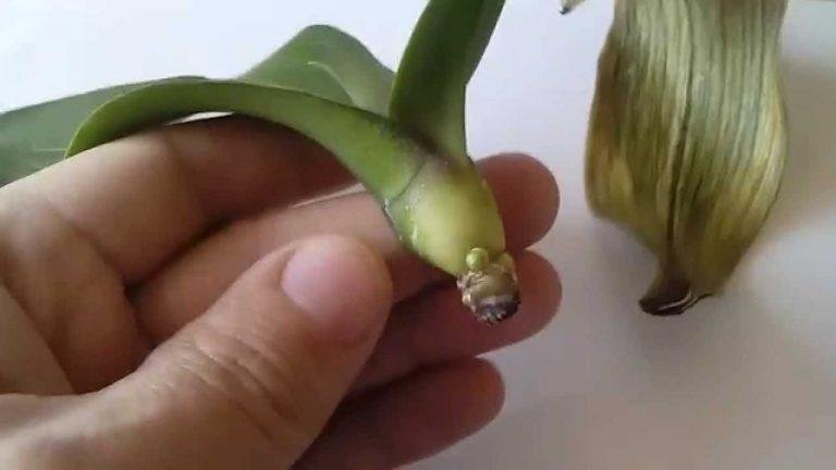 Отличный способ реанимации орхидеи. И столько цветков потом на 1 ветке