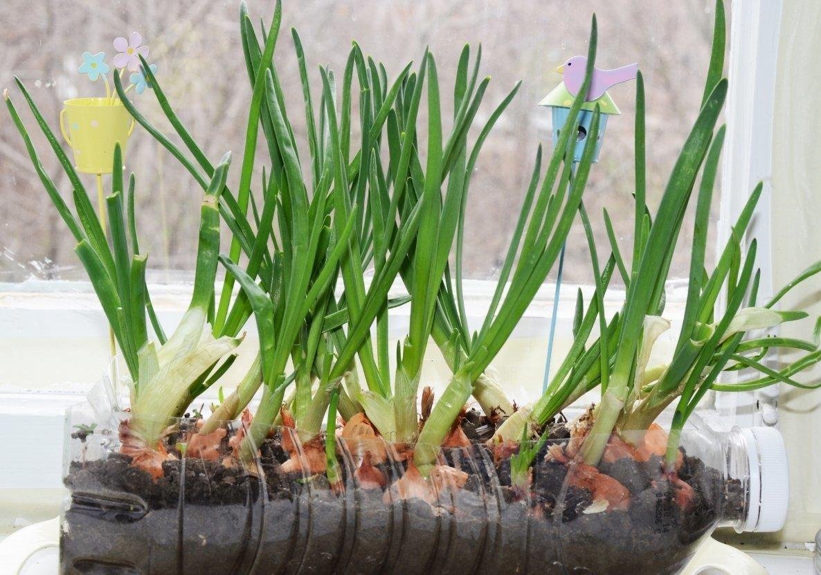 Оригинальная грядка для выращивания зеленого лука в зимнее время. Этот метод чрезвычайно простой