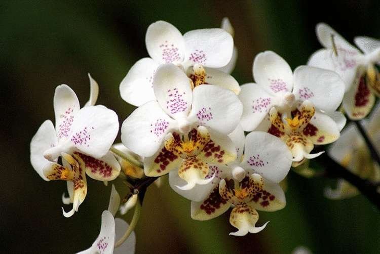 9 правил по уходу за орхидеей, благодаря которым она будет буйно цвести круглый год