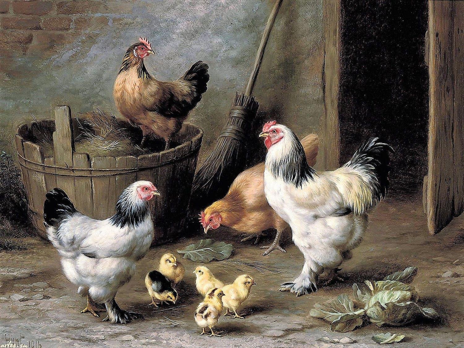 Цыплята и куры — содержание и выращивание
