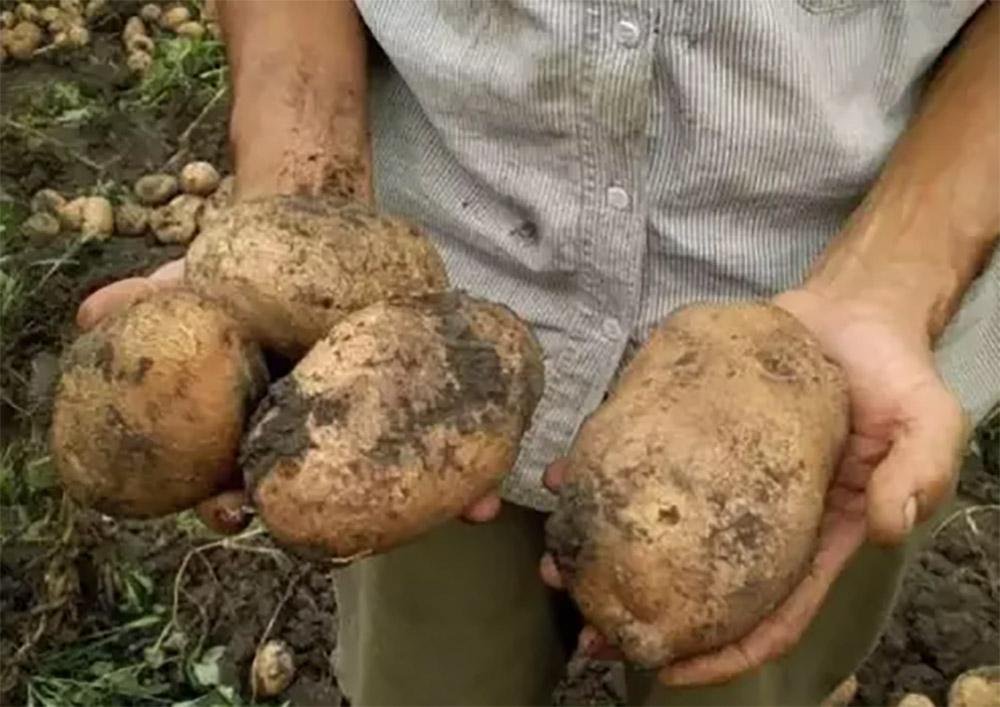 Картошка вырастает «с кулак» — делюсь простой бабушкиной подкормкой для картошки
