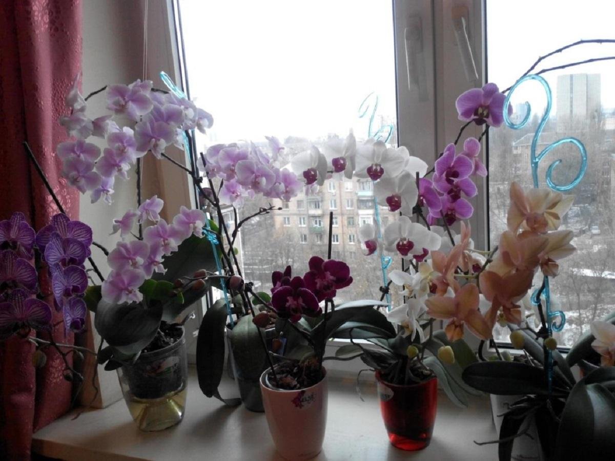 Не стоит держать орхидею дома! На работе — можно, дома — нет!