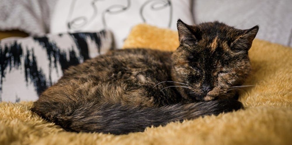 Рекорд самой старой в мире кошки принадлежит Флосси – «милой» и «игривой» 27-летней лондонской кошке