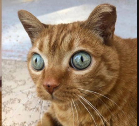 «Инопланетянка»: вот как выглядит кошка с редчайшей мутацией
