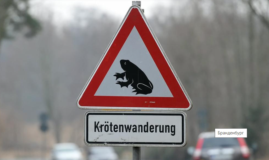 Попрыгали! В Германии спасают жаб, лягушек и тритонов