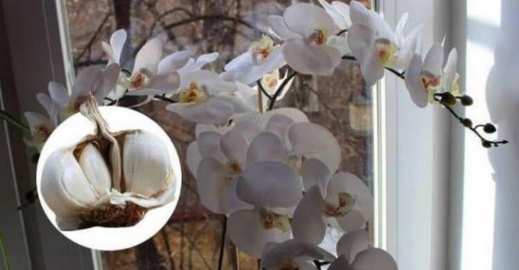 Чеснок — спасение для орхидей! Через месяц мой Фаленопсис зацвел как никогда!