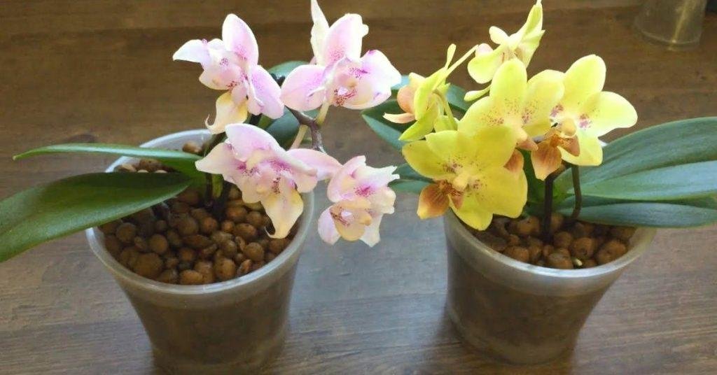 Цветовод объяснил, почему орхидея должна сидеть в керамзите