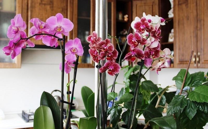 Знакомый флорист поделился простым способом подкормки орхидей без химии. Теперь не нарадуюсь их пышному цветению!