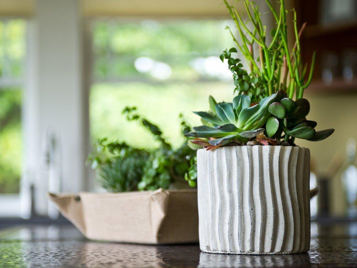 Как ухаживать за домашними растениями