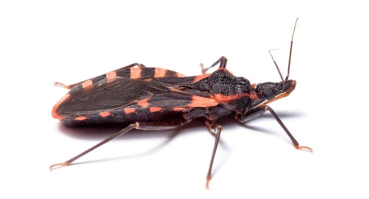 Осторожно: если увидите это насекомое в доме, немедленно избавьтесь от него перед тем, как оно прикончит вас.