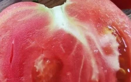 Откуда в помидорах берутся волокнистые белые прожилки и чем они опасны