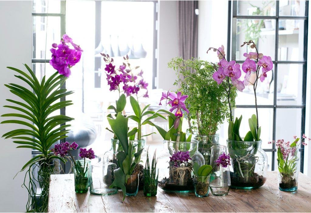 Где в квартире разместить орхидею, чтобы она регулярно цвела