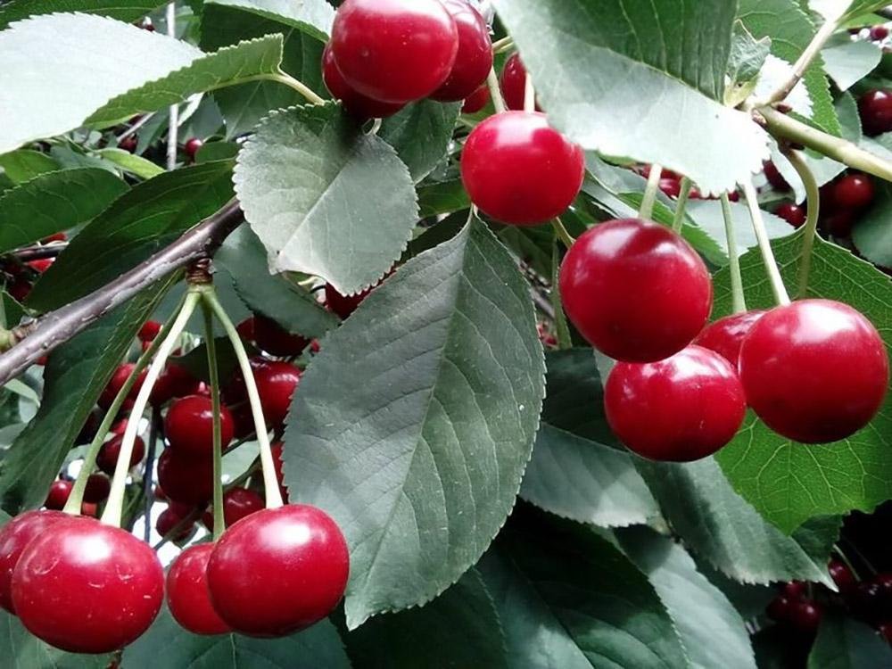 Листья этих ягод снимают воспаления, устраняют бессонницу и симптомы менопаузы