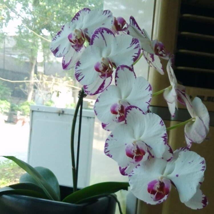 Какие проблемы могут возникнуть, если выращивать дома орхидею