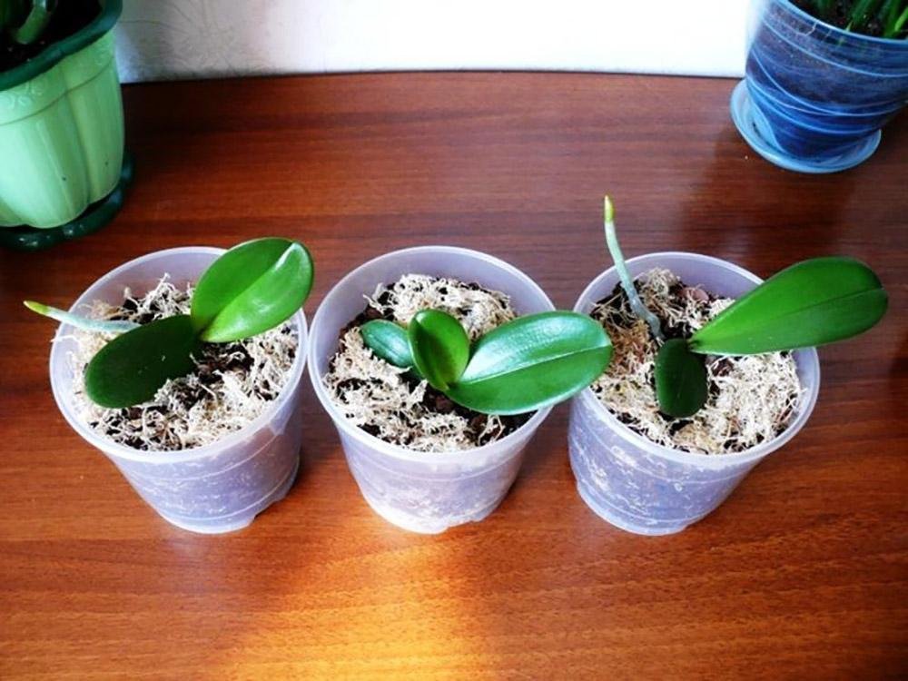 Как орхидею размножить в домашних условиях фото пошагово в