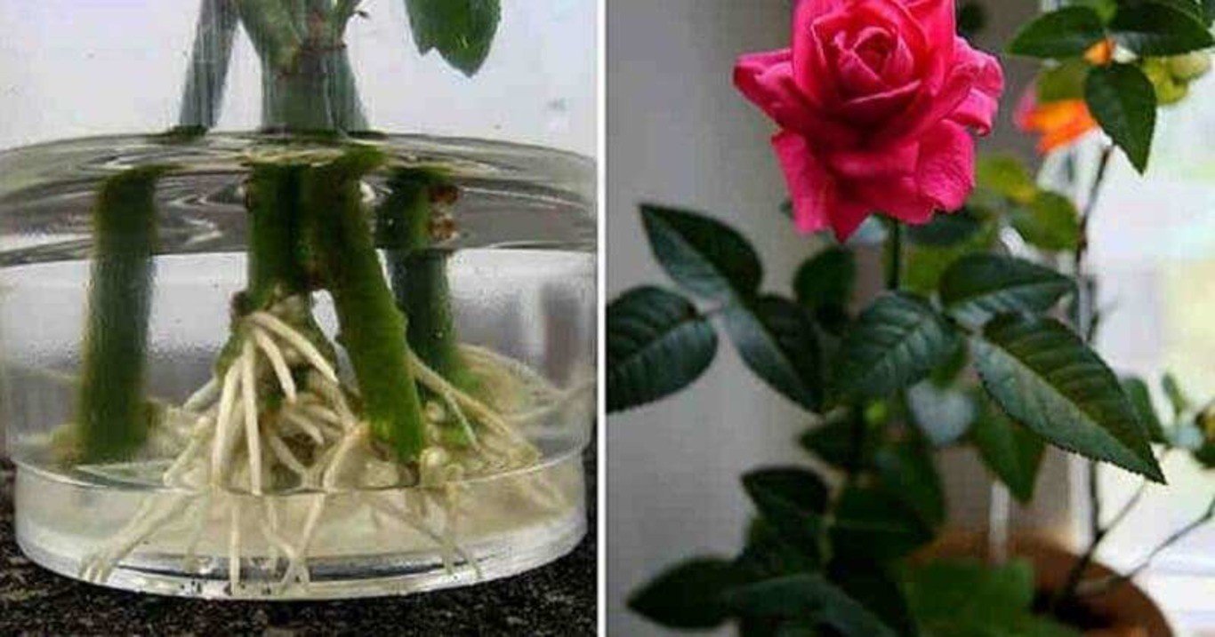 Розы в вазе дали отростки. Черенок розы в горшке. Вырастить розу из цветка в букете.