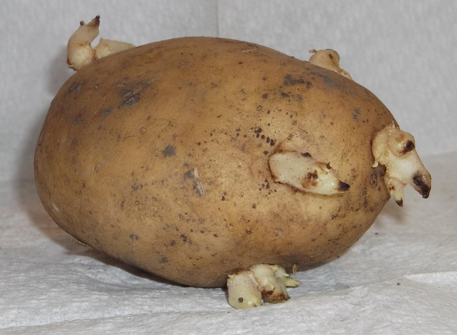 Глазки картошки. Глазки клубня картофеля. Проросший клубень картофеля. Проросшая картошка. Клубень картофеля с ростком.