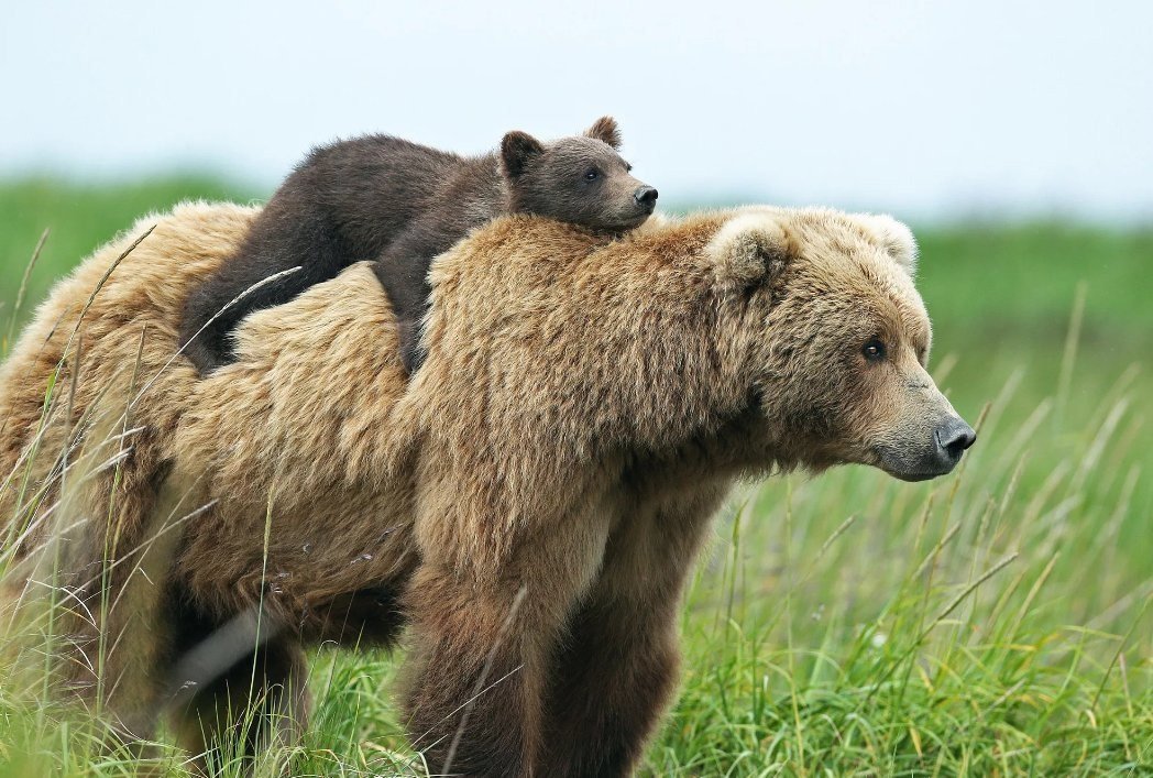 Рискуя жизнью, медведица принесла ребенка к людям