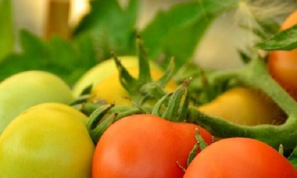 Насыпьте в июле этот порошок под помидоры и соберете рекордный урожай – секрет от эксперта