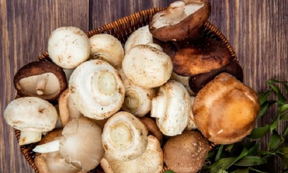 Советы о том, какие грибы лучше сушить, а какие – замораживать
