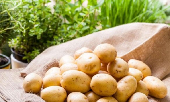 Картофель можно будет собирать ведрами: чем полить культуру в августе
