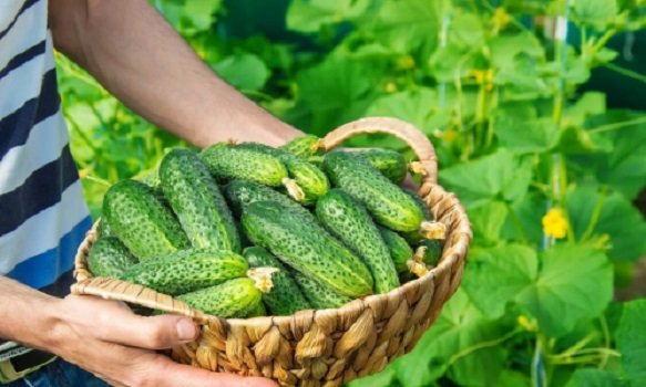 Огурцы будут давать урожай до конца лета: названо лучшее удобрение августа