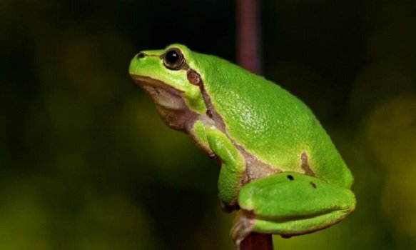 Бородавок не будет: медики раскрыли всю правду о контакте с лягушками и жабами